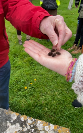 hands holding foraged items